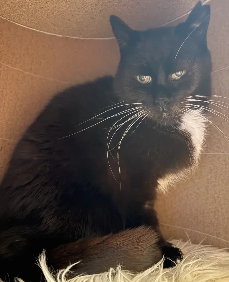 Charly, male senior European Shorthair for adoption at Tierheim Schleswig