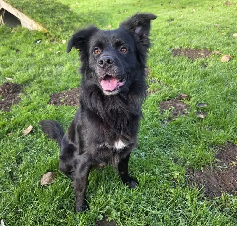 Chico, male Border Collie for adoption at Tierheim Schleswig