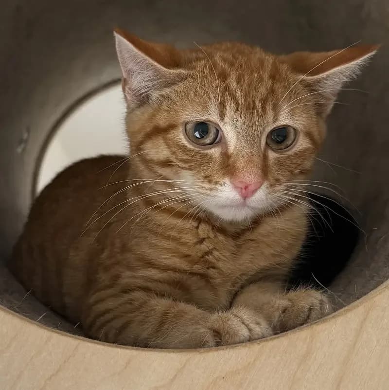 Chilli, female senior Mixed Breed for adoption at Tierheim Schleswig