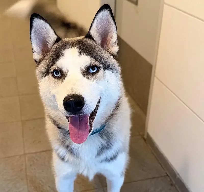 Damon, male senior Husky for adoption at Tierheim Schleswig