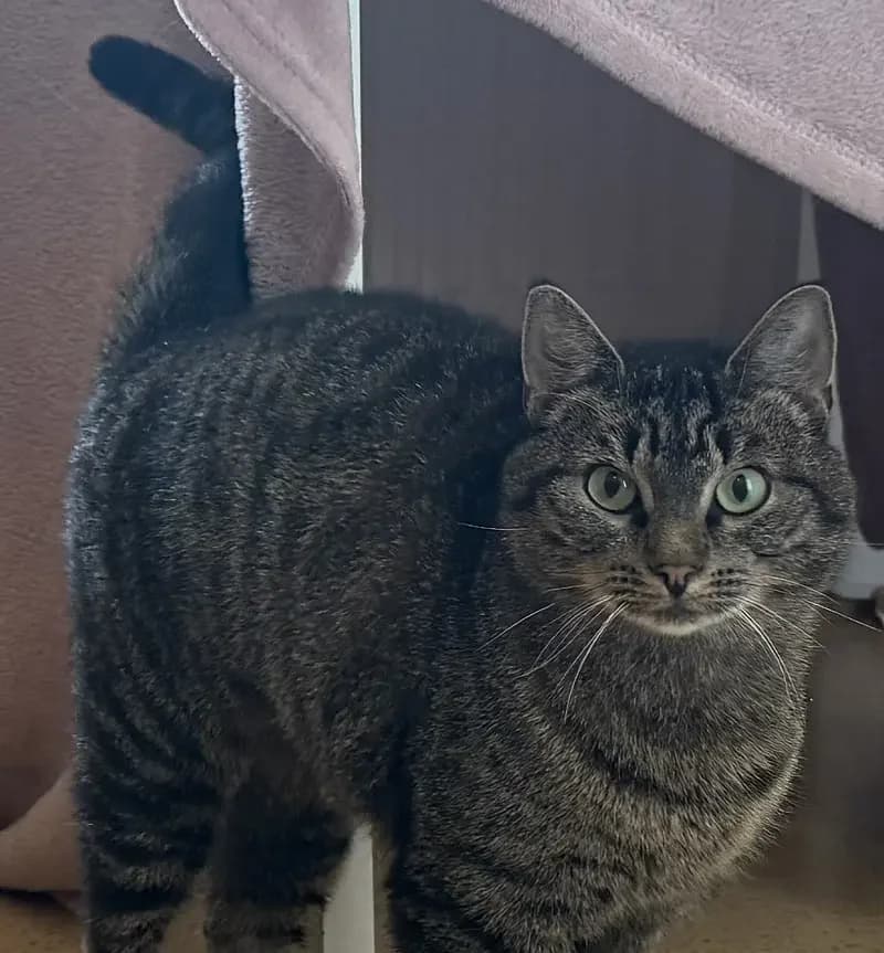 Dodu, female 3yo European Shorthair for adoption at Tierheim Schleswig
