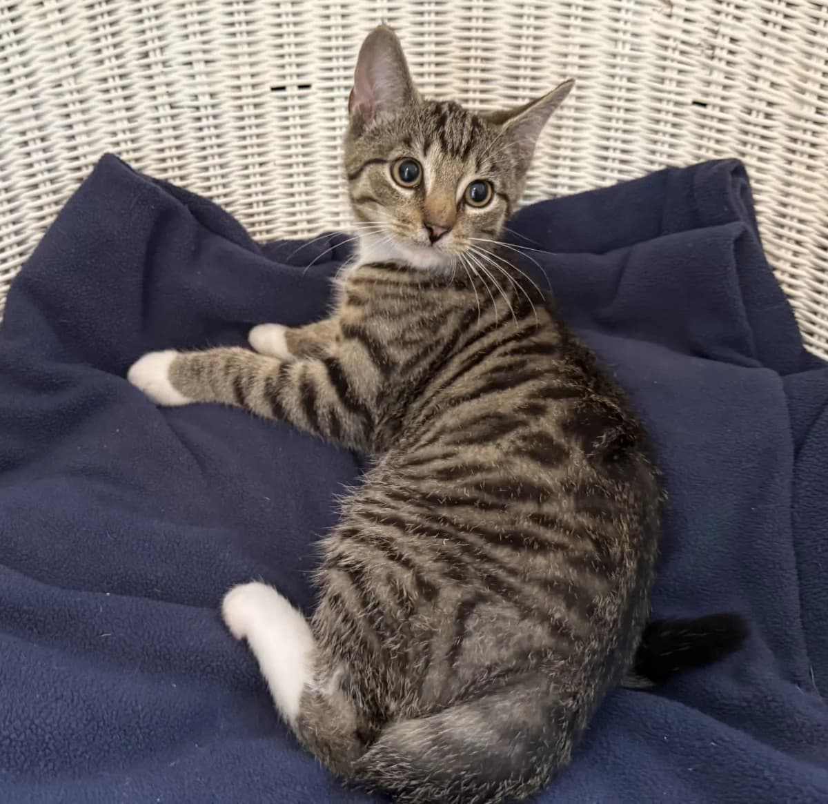 Domme, male senior Mixed Breed for adoption at Tierheim Schleswig