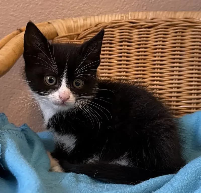 Elton, male senior European Shorthair for adoption at Tierheim Schleswig