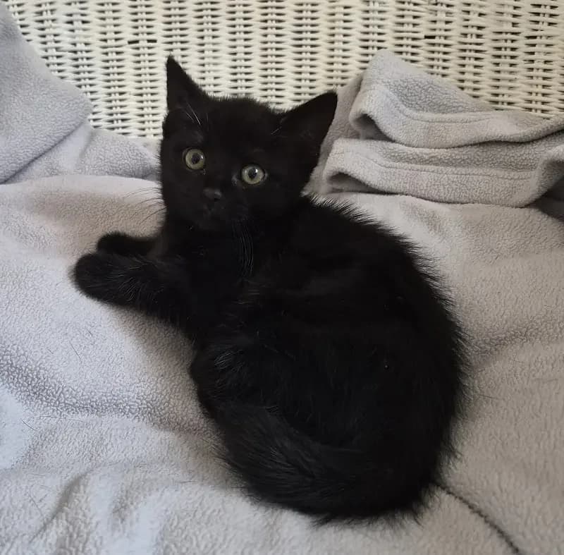 Enno, male senior European Shorthair for adoption at Tierheim Schleswig