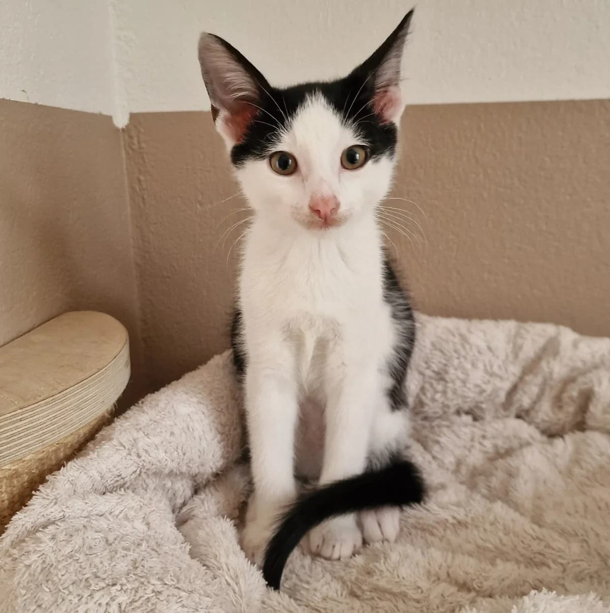Fiete, male senior Mixed Breed for adoption at Tierheim Schleswig
