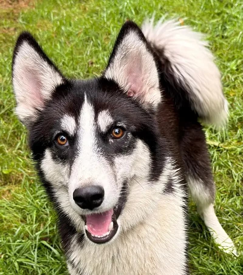 Flash, male senior Husky for adoption at Tierheim Schleswig