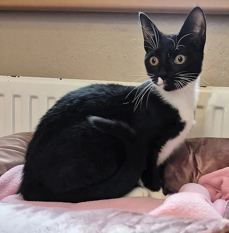 Fleur (hat schon Interessenten), female senior Mixed Breed for adoption at Tierheim Schleswig