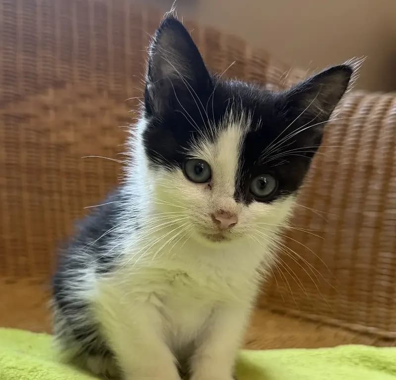 Gary, male senior European Shorthair for adoption at Tierheim Schleswig