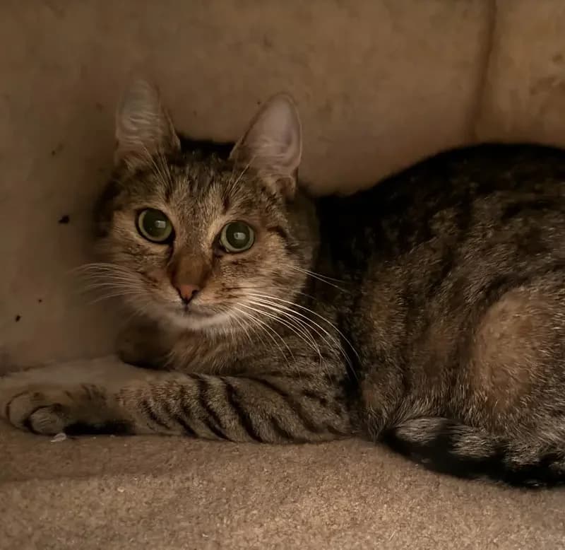Gina, female senior European Shorthair for adoption at Tierheim Schleswig