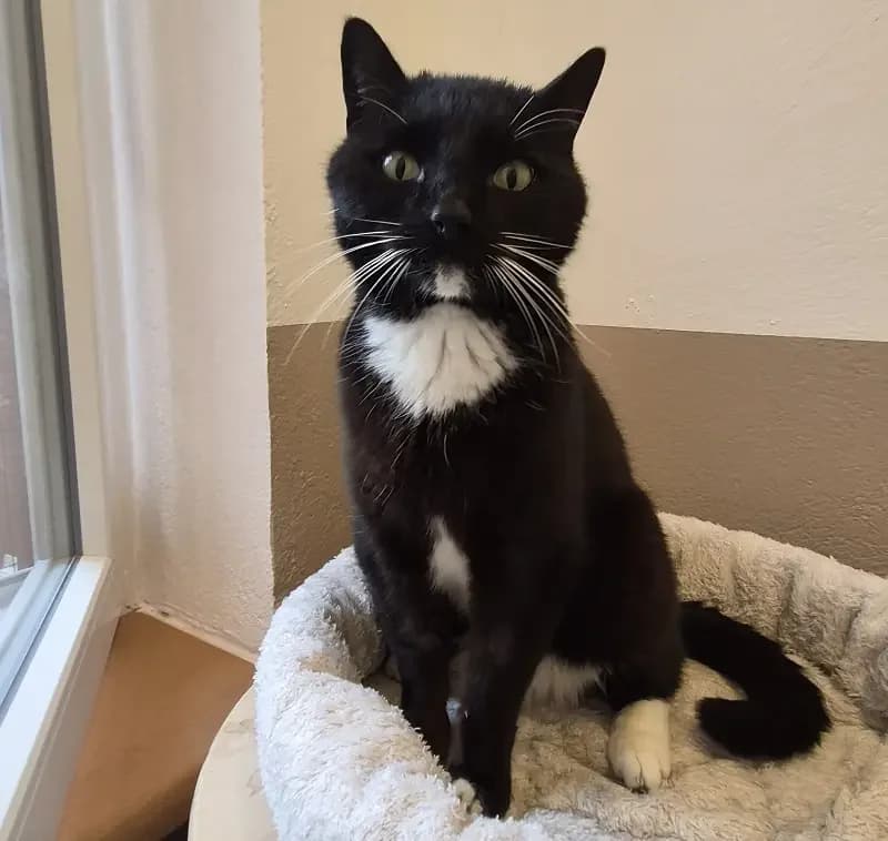 Haku (hat schon Interessenten), male senior European Shorthair for adoption at Tierheim Schleswig