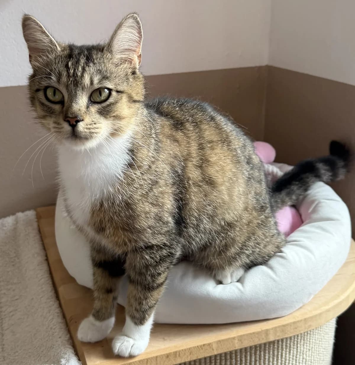 Harper, female senior European Shorthair for adoption at Tierheim Schleswig