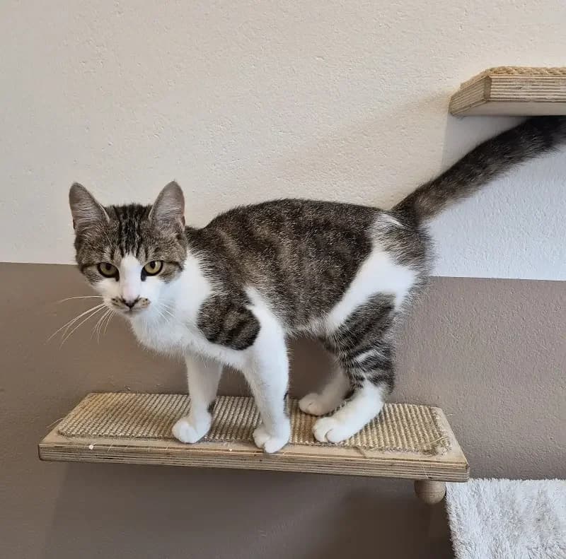 Hope, female senior European Shorthair for adoption at Tierheim Schleswig
