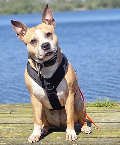 Ida, female senior Staffordshire Bull Terrier for adoption at Tierheim Schleswig