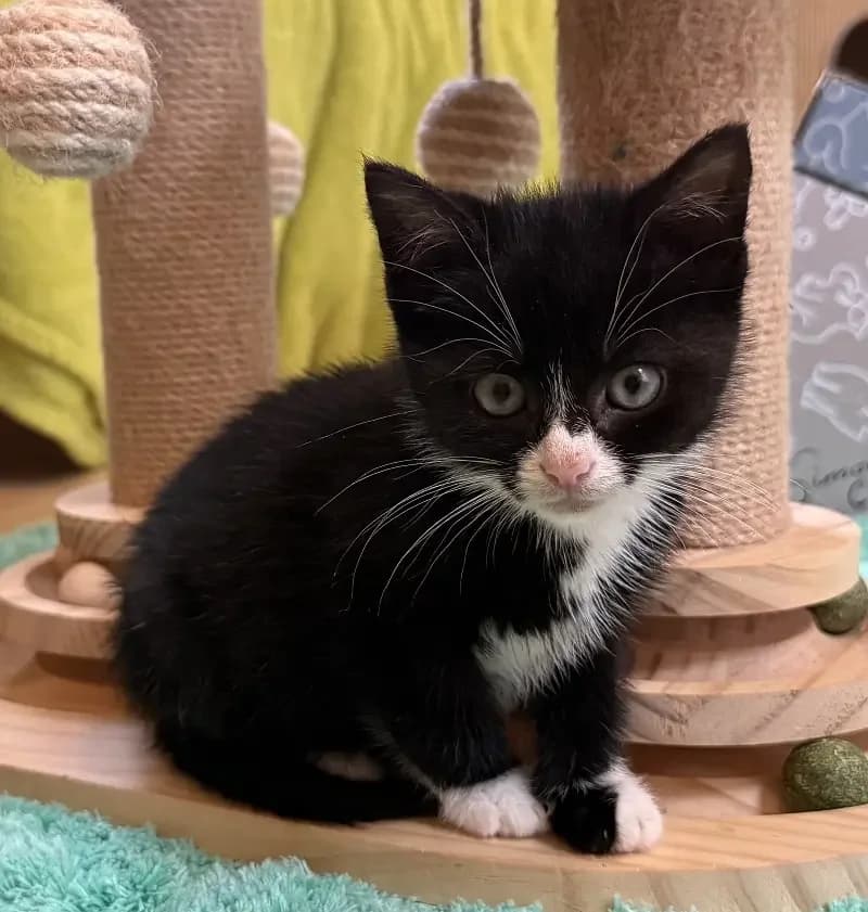 Jonas, male senior European Shorthair for adoption at Tierheim Schleswig