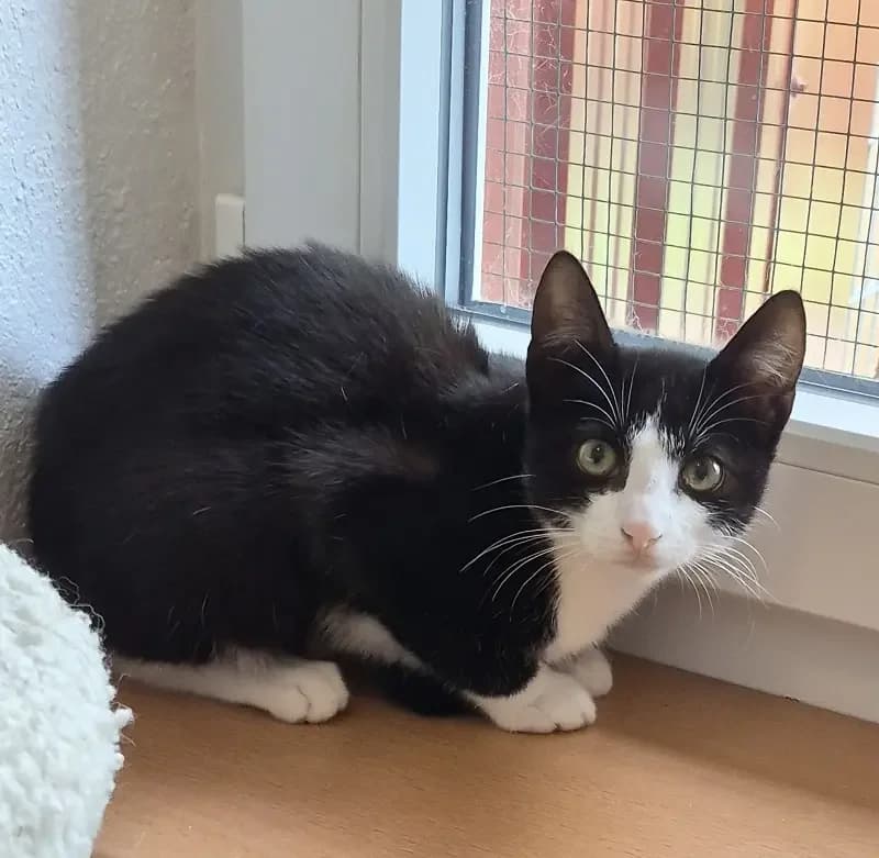 June, female senior Mixed Breed for adoption at Tierheim Schleswig