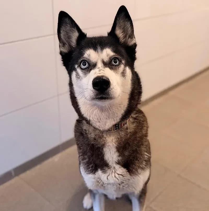Katinka, female senior Husky for adoption at Tierheim Schleswig