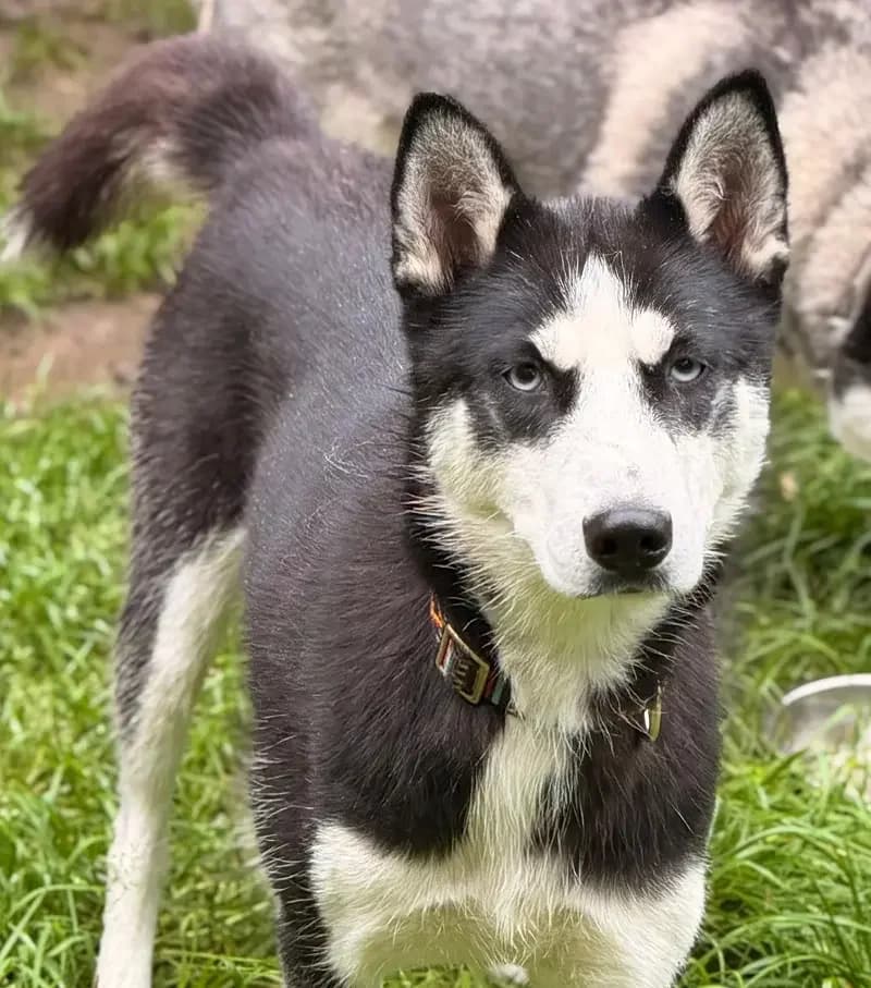 Kaya, female senior Husky for adoption at Tierheim Schleswig