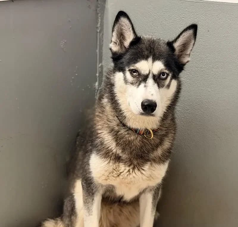 Kiki, female senior Husky for adoption at Tierheim Schleswig