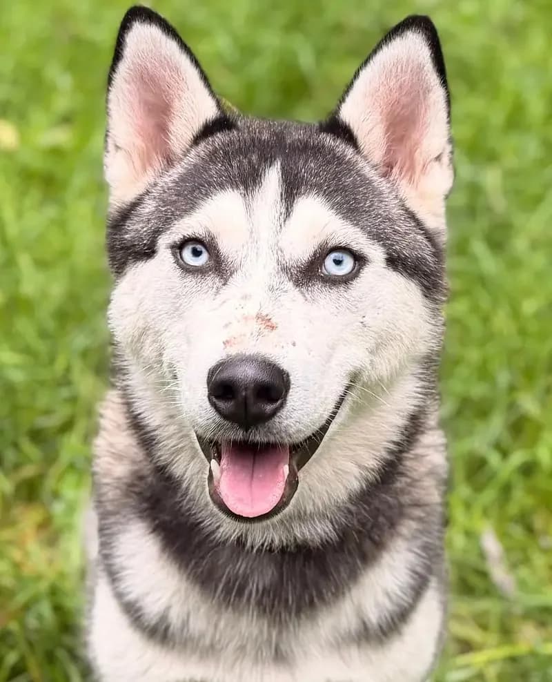 Kim, female senior Husky for adoption at Tierheim Schleswig