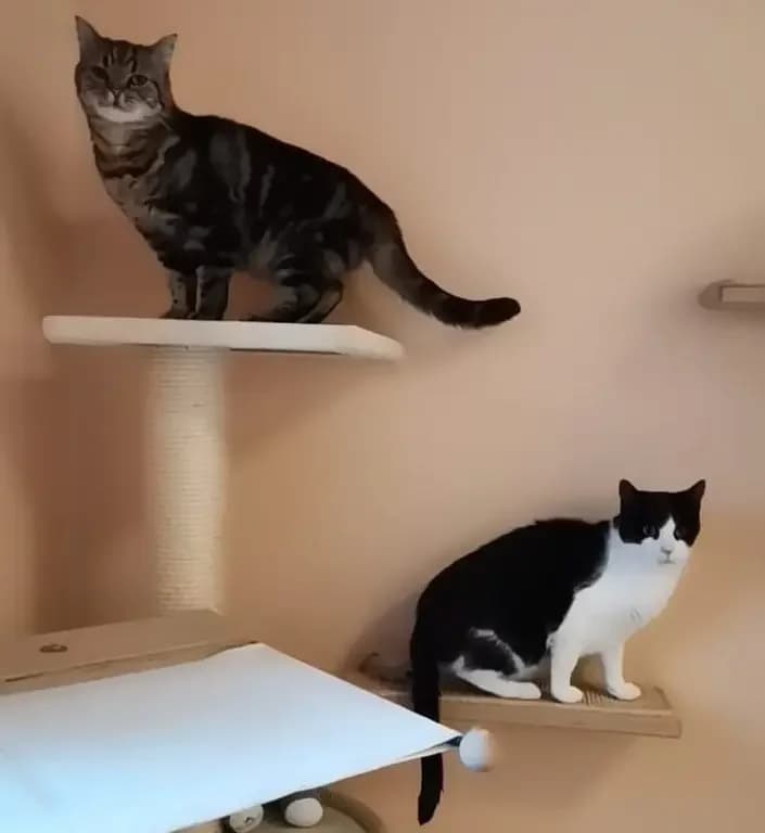 Leo & Willy, male senior European Shorthair for adoption at Tierheim Schleswig