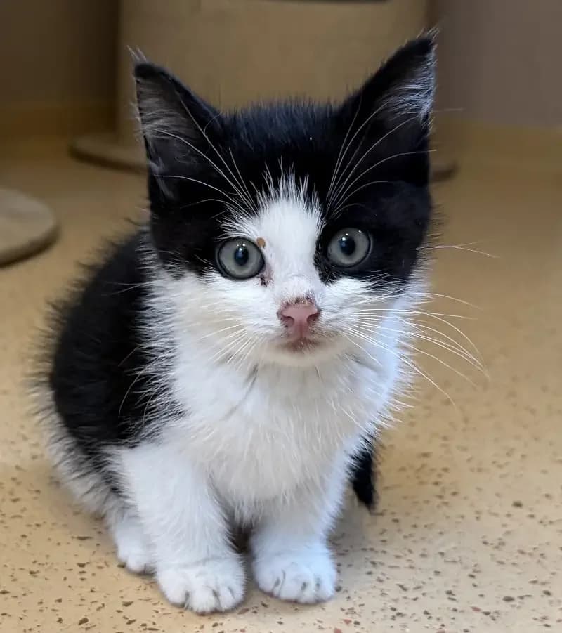 Leroy, male senior European Shorthair for adoption at Tierheim Schleswig
