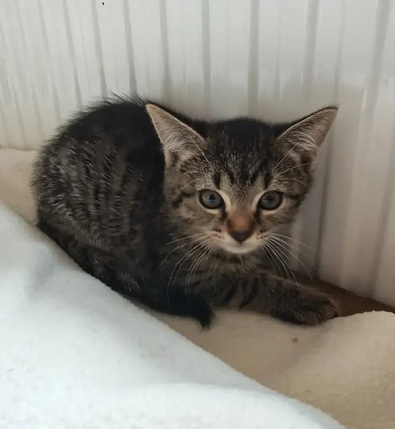 Maggy, female senior European Shorthair for adoption at Tierheim Schleswig
