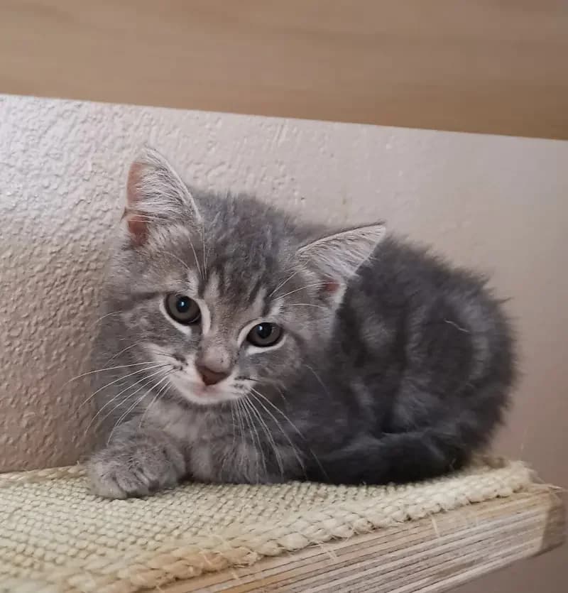 Magnolia, female senior European Shorthair for adoption at Tierheim Schleswig