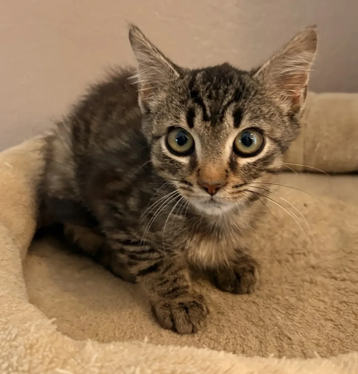 Merlin, male senior Mixed Breed for adoption at Tierheim Schleswig