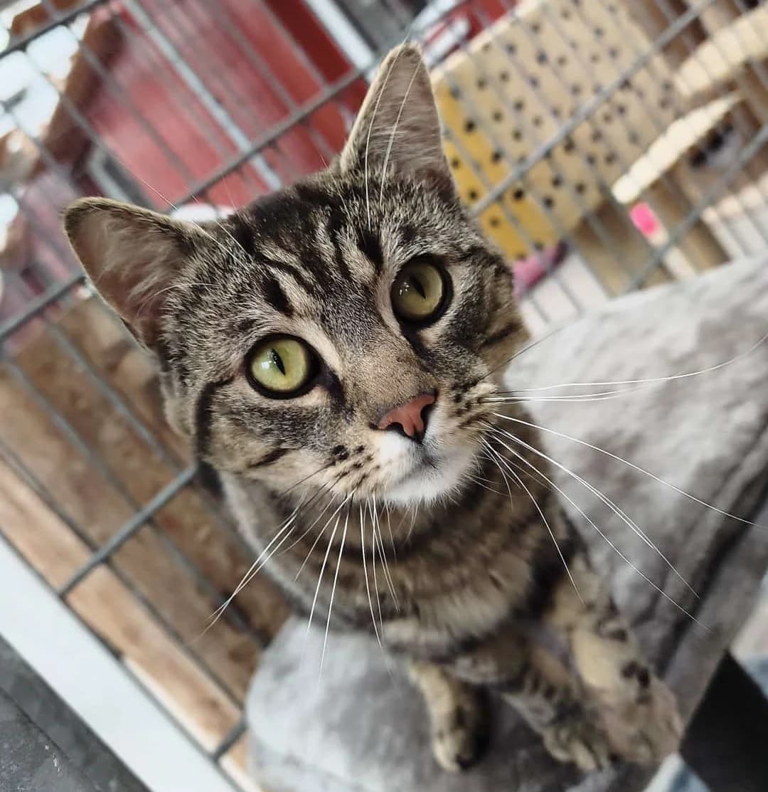 Miguel (hat schon Interessenten), puppy European Shorthair for adoption at Tierheim Schleswig