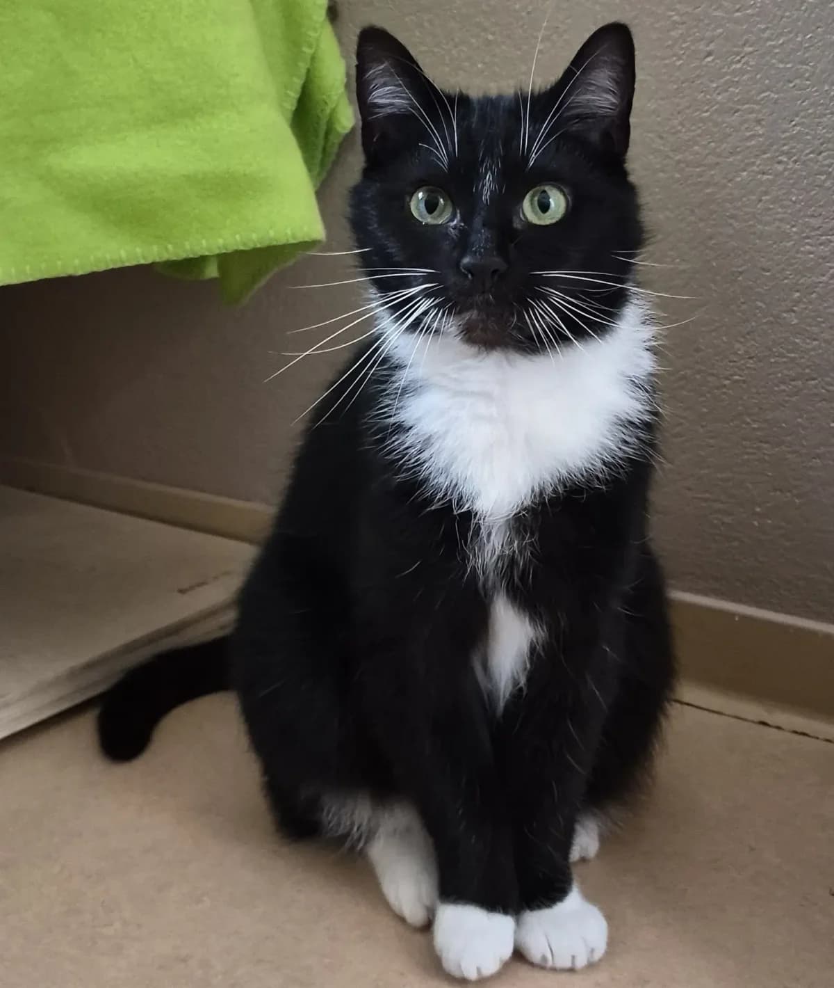 Mikesch, male European Shorthair for adoption