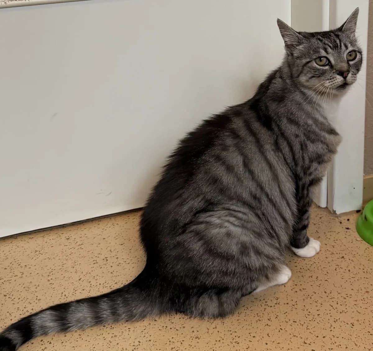 Minka, female senior European Shorthair for adoption at Tierheim Schleswig