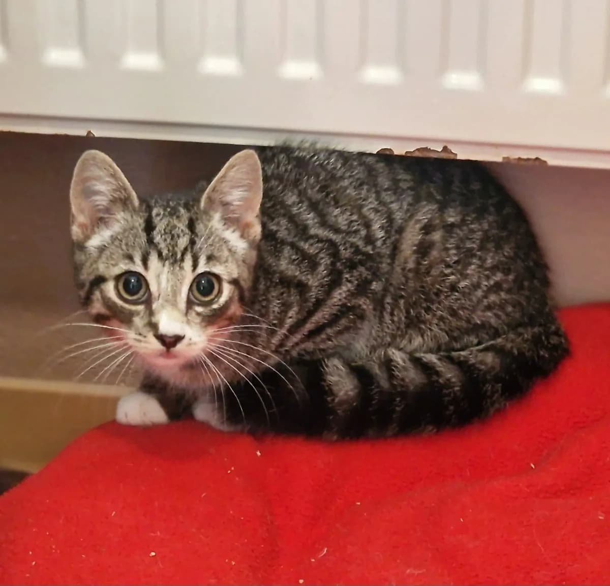 Moritz, male senior Mixed Breed for adoption at Tierheim Schleswig