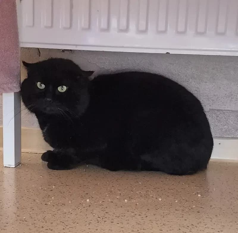 Natu, male 3yo European Shorthair for adoption at Tierheim Schleswig