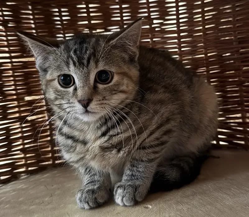 Nellie, female senior Mixed Breed for adoption at Tierheim Schleswig