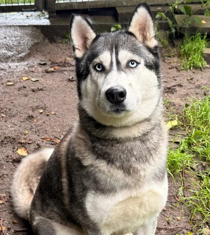 Odina, young Husky for adoption at Tierheim Schleswig