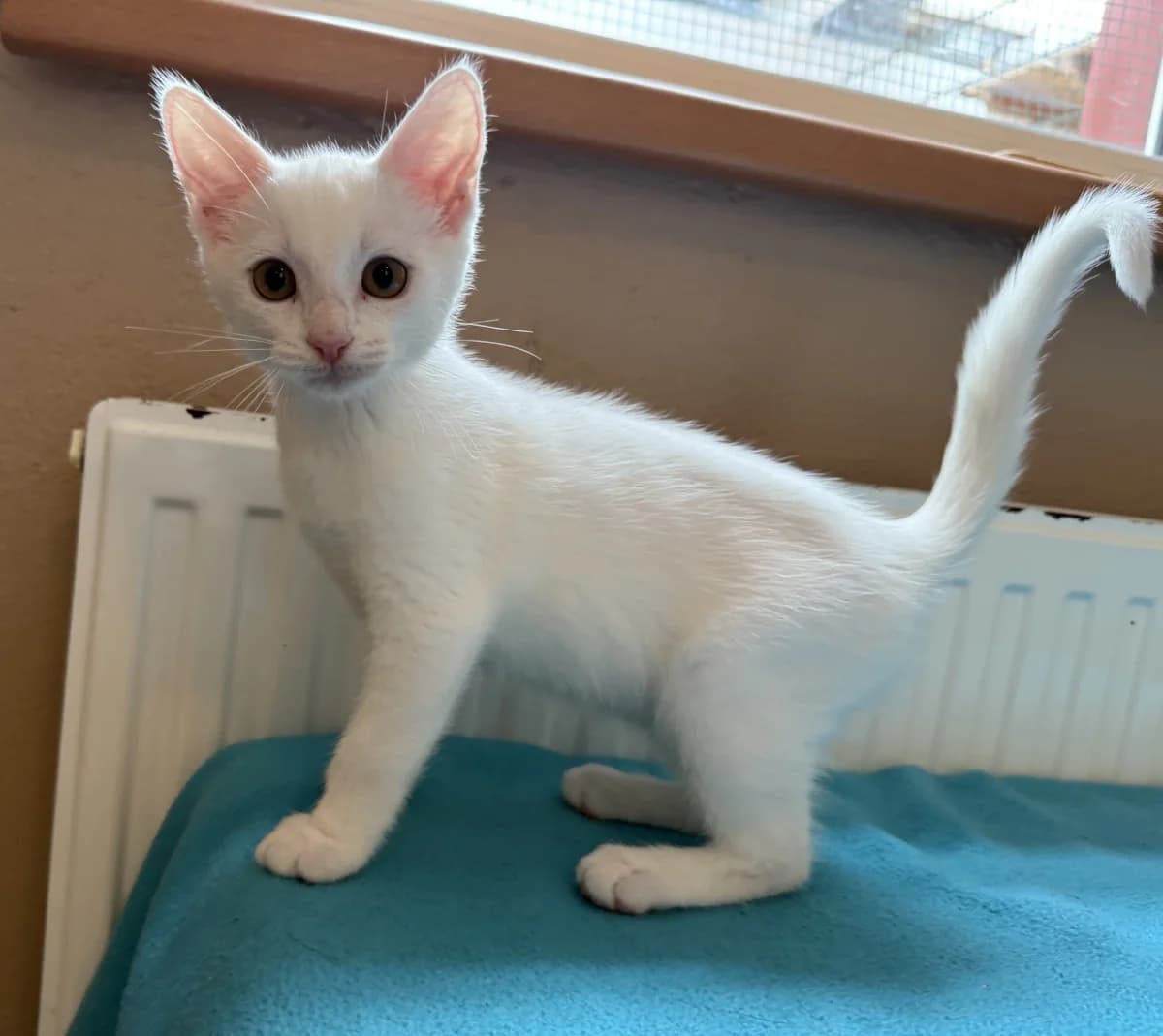 Ole (hat schon Interessenten), male senior Mixed Breed for adoption at Tierheim Schleswig