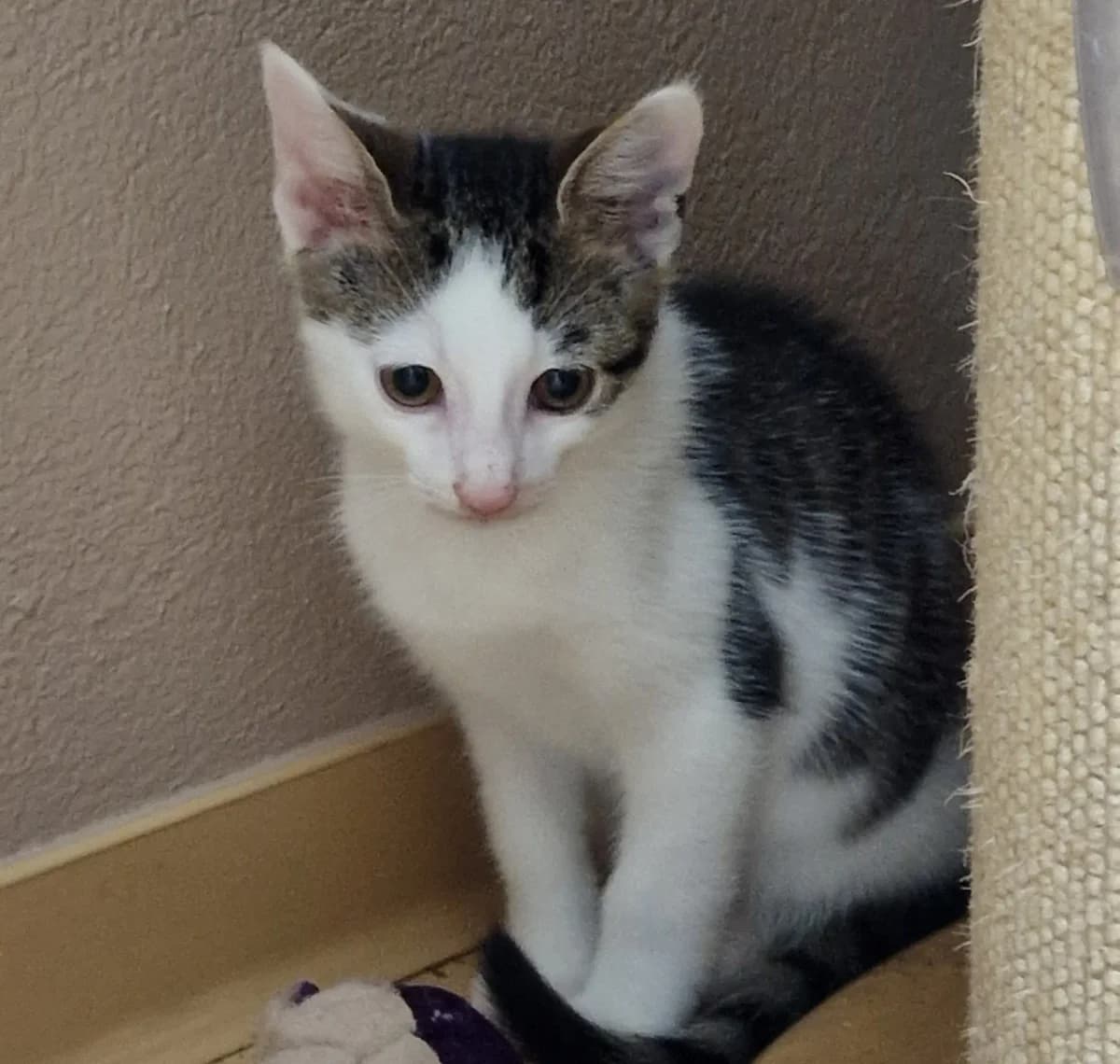 Paddy, male senior Mixed Breed for adoption at Tierheim Schleswig