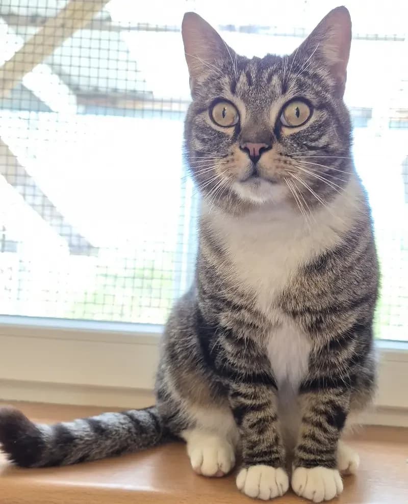 Peter, male senior European Shorthair for adoption at Tierheim Schleswig