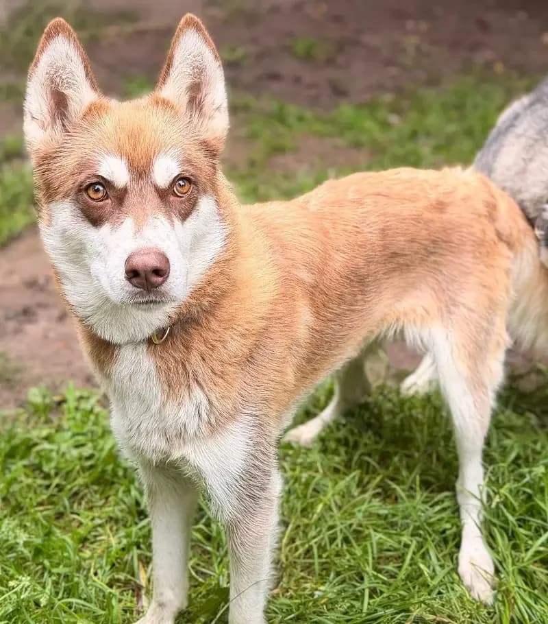 Phönix, female senior Husky for adoption at Tierheim Schleswig