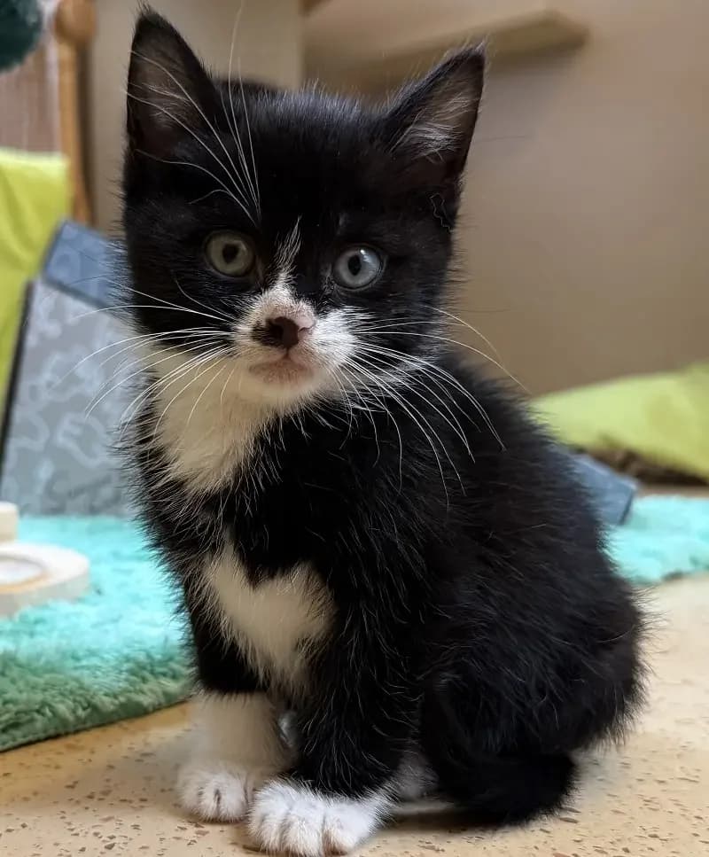 Pino, male senior European Shorthair for adoption at Tierheim Schleswig