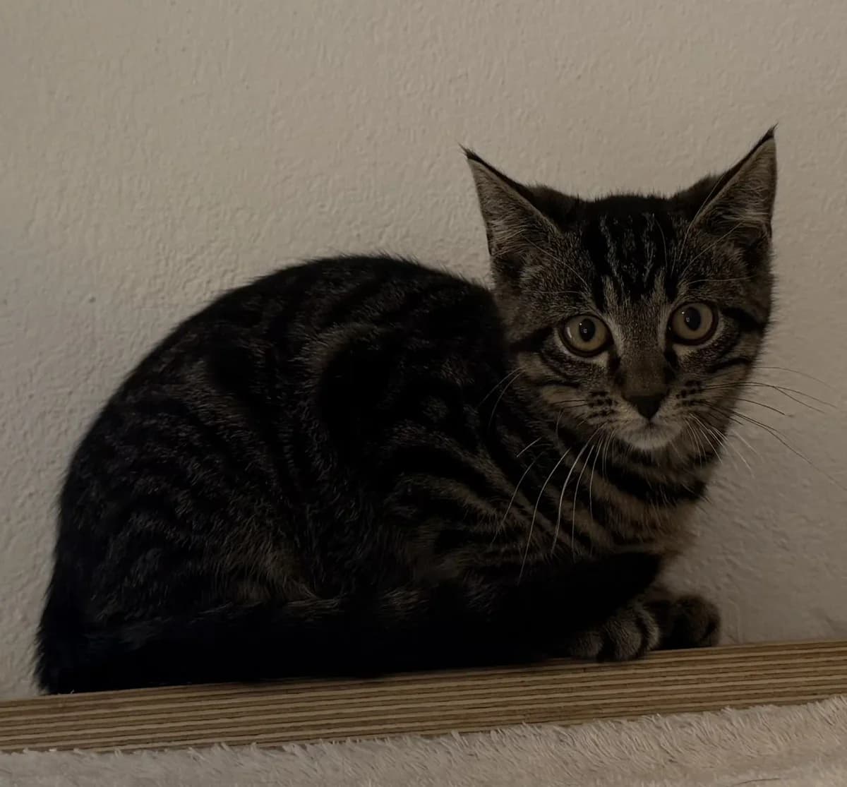 Remy, male senior Mixed Breed for adoption at Tierheim Schleswig