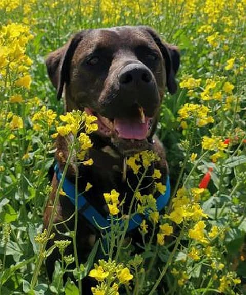 Robbie, male Mixed Breed for adoption at Tierheim Schleswig