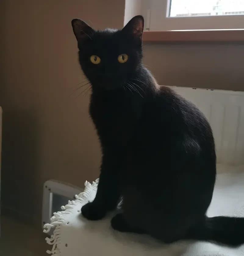 Roswitha, female senior European Shorthair for adoption at Tierheim Schleswig