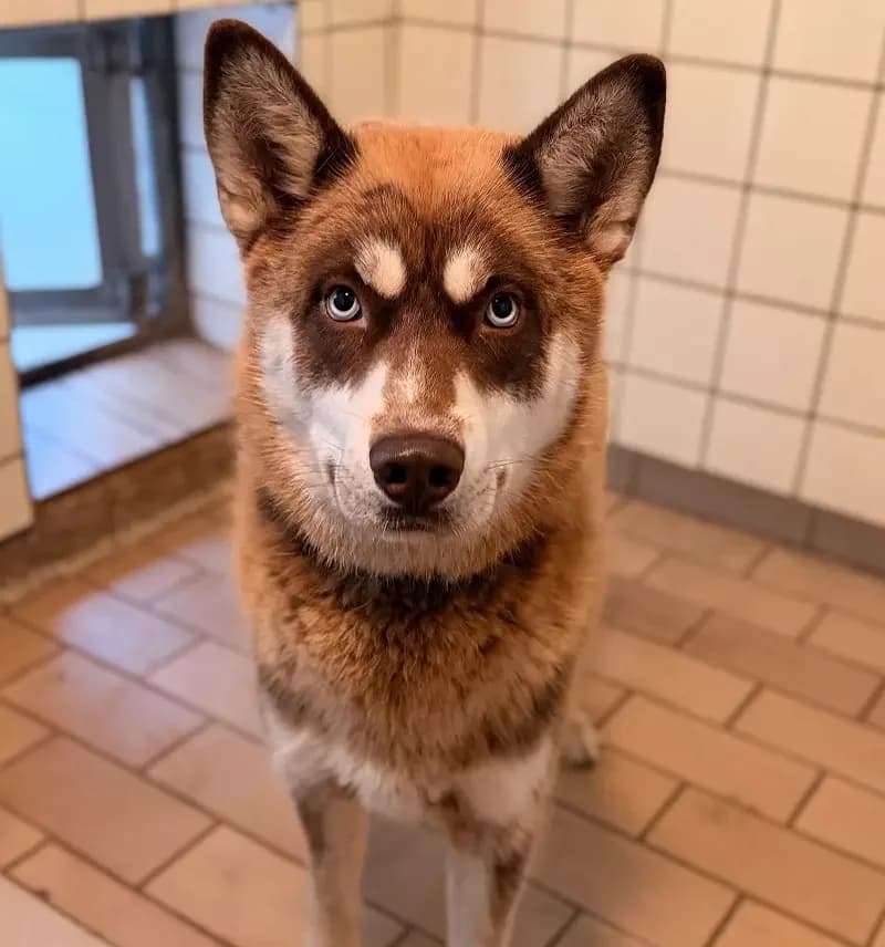 Schoko, schoko male senior Husky for adoption at Tierheim Schleswig