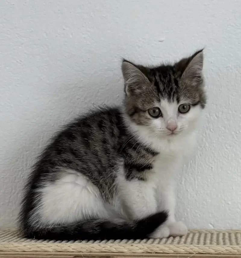 Shania, female senior Mixed Breed for adoption at Tierheim Schleswig