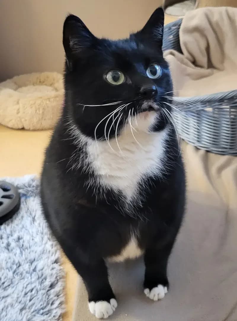 Skid, male senior European Shorthair for adoption at Tierheim Schleswig