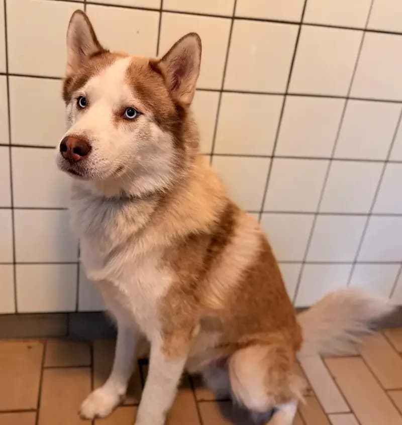 Sky, male senior Husky for adoption at Tierheim Schleswig