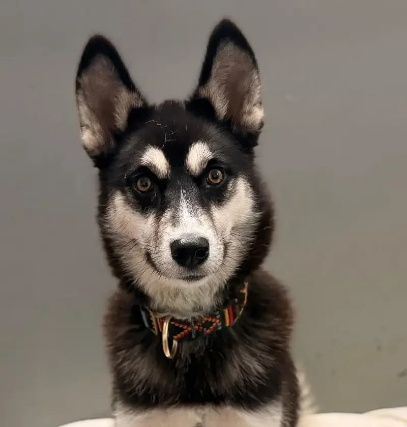 Star (hat schon Interessenten), female senior Husky for adoption at Tierheim Schleswig