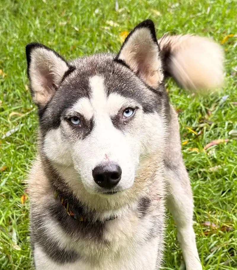 Sunny, female senior Husky for adoption at Tierheim Schleswig
