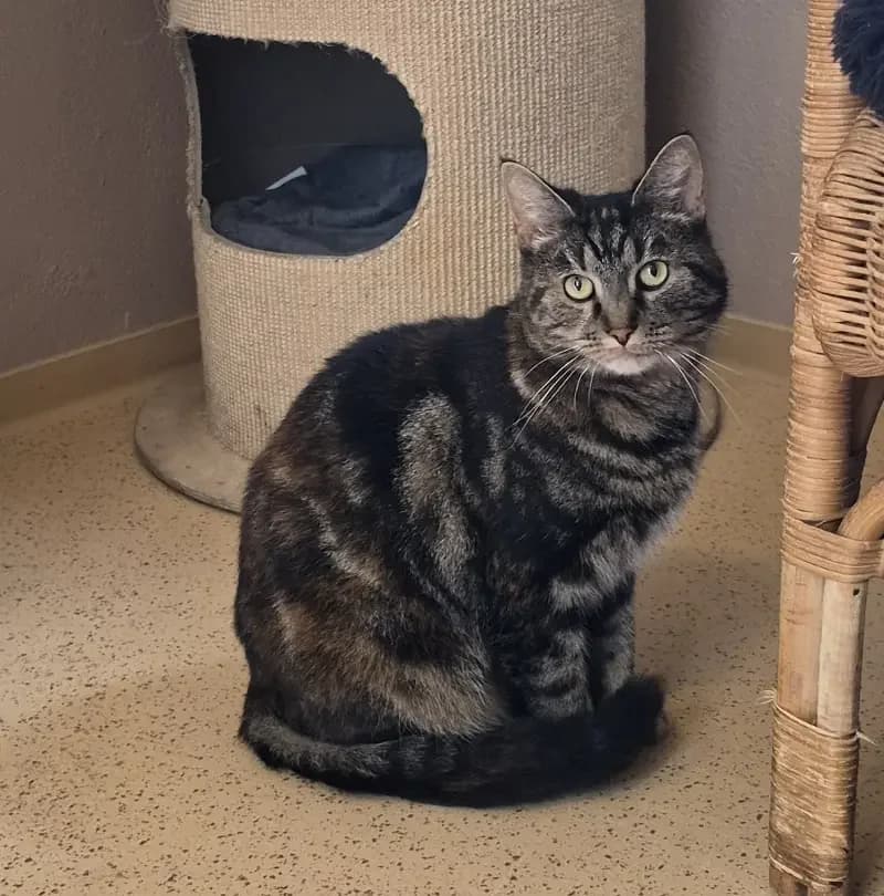 Tasia, female senior European Shorthair for adoption at Tierheim Schleswig
